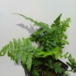 Dryopteris coreana ssp. montana