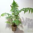Cyathea australis