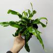 Microsorum diversifolium