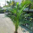 Chrysalidocarpus lutescens