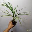Hyophorbe verschaffeltii / Orsópálma