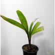 Hyophorbe lagenicaulis / Palackpálma