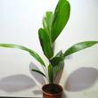 Licuala grandis