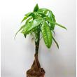 Pachira aquatica (Vadkakaó)