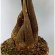 Pachira aquatica (Vadkakaó)