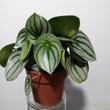 Peperomia argyreia