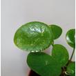 Pilea peperomioides Mojito
