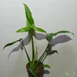 Philodendron Barrosoanum