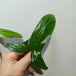 Philodendron Barrosoanum