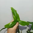 Philodendron Barrosoanum