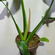 Philodendron Barrosoanum