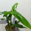 Philodendron Barrosoanum