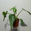 Philodendron angustisectum