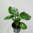 Philodendron Atom