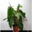 Philodendron Emerald green