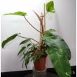 Philodendron Emerald green