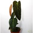 Philodendron Melanochrysum