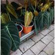 Philodendron melanochrysum