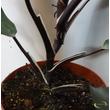 Philodendron White Knight