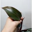 Philodendron White Knight
