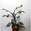 Philodendron White Knight