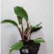 Philodendron White Knight