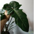 Philodendron Camouflage