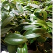 Philodendron Florida