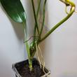 Philodendron Florida