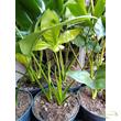 Philodendron Fun Bun