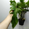 Philodendron Golden Dragon