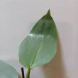Philodendron Hastatum Silver Sword