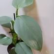 Philodendron Hastatum Silver Sword