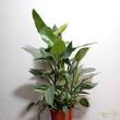 Philodendron Hastatum Silver Sword