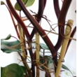 Philodendron mandaianum