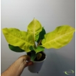 Philodendron Moonlight