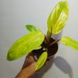 Philodendron Painted Lady