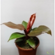 Philodendron Red King