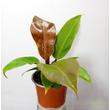 Philodendron Prince of Orange