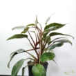 Philodendron Red Onyx