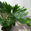 Philodendron selloum Hope