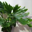 Philodendron selloum Hope