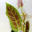Philodendron Subhastatum