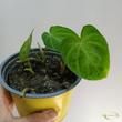 Philodendron Verrucosum