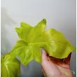 Philodendron Warscewiczii Aurea Flavum