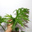 Philodendron Warscewiczii