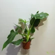 Philodendron Warscewiczii