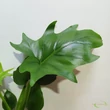 Philodendron Warscewiczii