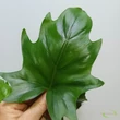 Philodendron Warscewiczii