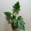 Philodendron Warscewiczii